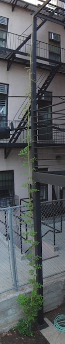 wisteria growing up steel pergola